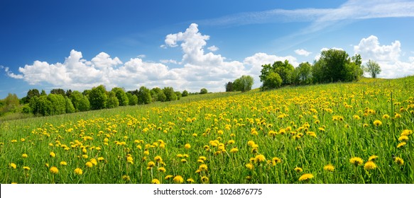 Field with yellow dandelions and blue sky - Powered by Shutterstock