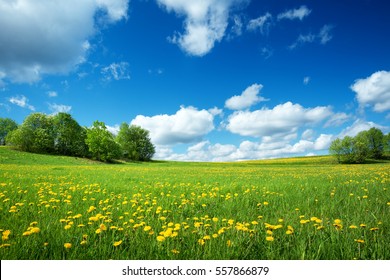 Feld mit gelben Kronleuchtern und blauem Himmel
