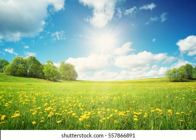 Field with yellow dandelions and blue sky - Shutterstock ID 557866891