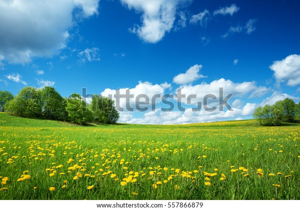 Field with yellow dandelions and blue sky photo mural wallpaper
