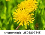 Field of yellow dandelions. Summer field of dandelions. Taraxacum officinale, the common dandelion