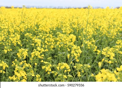 A Field Of Yellow Flowers.