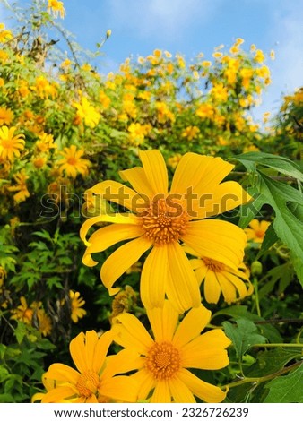 Field of yellow flowers alternating with green leaves2