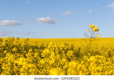 Field of yellow flowers with blue sky and white clouds. Landscape of a field of yellow rape or canola flowers, grown for the rapeseed oil crop. The concept of individuality.