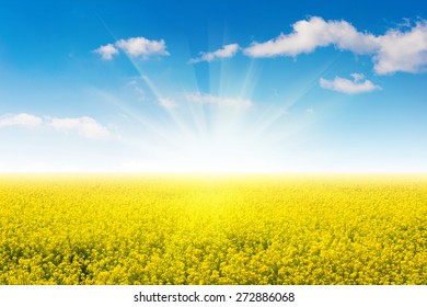 Field of yellow flowers and blue sky.