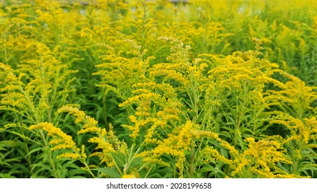 A field of yellow flowers, called solidago, in autumn in Russia. - Shutterstock ID 2028199658