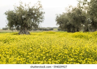 field of yellow flowers. Nature, beautiful background. Lifestyle - Shutterstock ID 594029927
