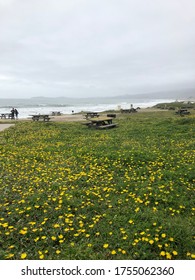 A Field Of Yellow Flowers And Picnic Tables Overlooking The California Coast 