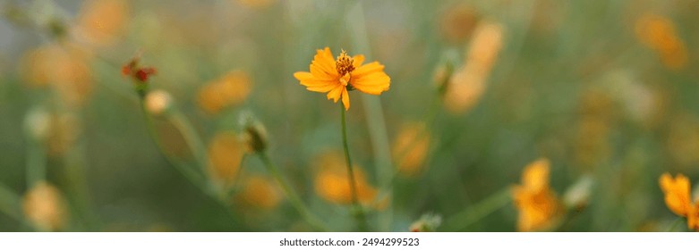 A field of yellow flowers with a single flower in the foreground - Powered by Shutterstock