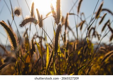 Field Of Yellow, Green Foxtail Perfectly In Focus And Sun Shining All Over Them