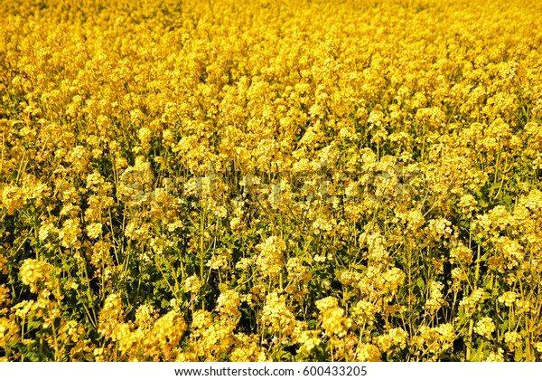 Field Yellow Mustard Stock Photo (Edit Now) 600433205