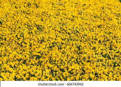 Field Of Yellow Pansy Viola Flowers. Flower Texture.Top View.