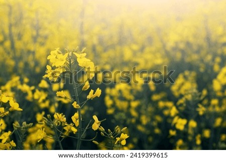 Field with yellow rapeseed flowers, spring background