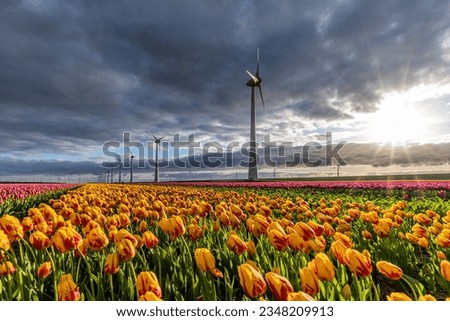 field with yellow and red triumph tulips (variety ‘Striped Belona’) in Flevoland, Netherlands