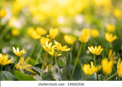 Field of yellow spring flowers