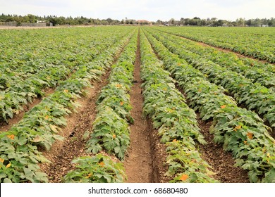 Field With Yellow Squash Ready To Be Harvested