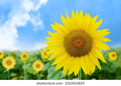 Field with yellow sunflowers against the blue sky - Powered by Shutterstock