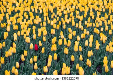 Field of yellow tulips and one red tulip. Black sheep, outsider concept: one red flower in the field of yellow flowers.