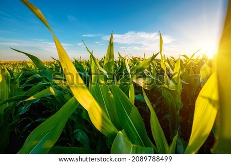 Similar – Image, Stock Photo Cornfield agriculture