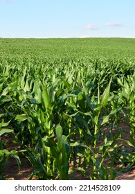 A Field With Young Corn On A Warm Summer Day.