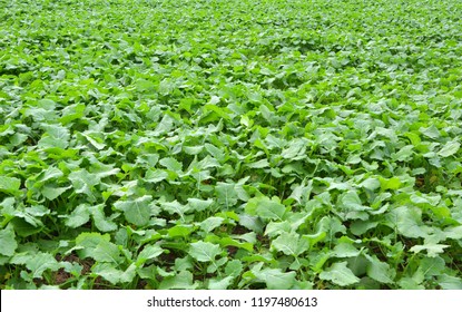 Field Of Young Green Rapeseed