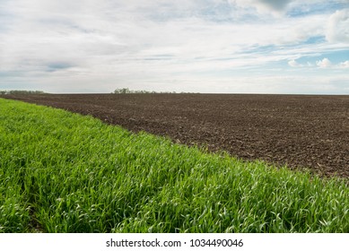 Field Of Young Green Wheat And Black Empty Field. Crop Rotation