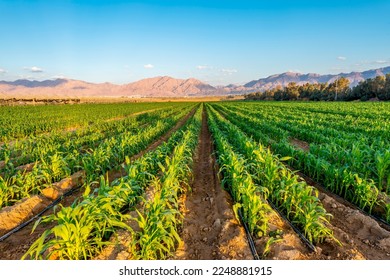 Field with young plants of corn. Sustainable and GMO free agriculture industry in desert and arid areas of the Middle East