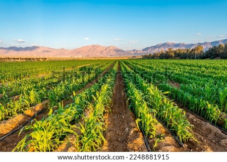 Field with young plants of corn. Sustainable and GMO free agriculture industry in desert and arid areas of the Middle East