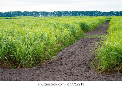 A Field Of Young Switchgrass