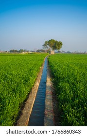 Field of young wheat, Agricultural irrigation system watering a green wheat field in India.