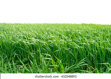 The Field Of Young Wheat. Background Green Grass