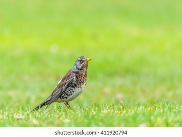 Fieldfare