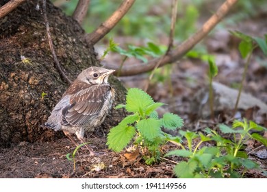 A fieldfare chick, Turdus pilaris, has left the nest and sitting on the spring lawn. A fieldfare chick sits on the ground and waits for food from its parents. Wildlife scene from spring forest. - Shutterstock ID 1941149566
