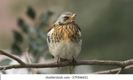 750 Hibernating Birds Images, Stock Photos & Vectors | Shutterstock