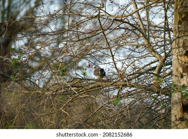 A Fieldfare (Turdus Pilaris) Amongst Branches Of A Winter Hawthorn UK