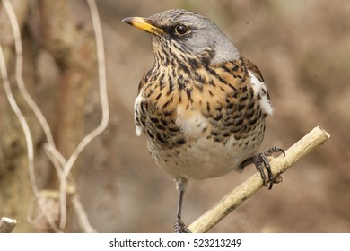 Fieldfare (Turdus Pilaris) In A Cambridge Garden, England, UK.