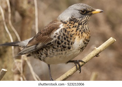 Fieldfare (Turdus Pilaris) In A Cambridge Garden, England, UK.