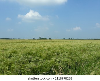 in the fields 1