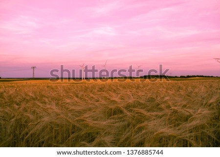 In The Fields