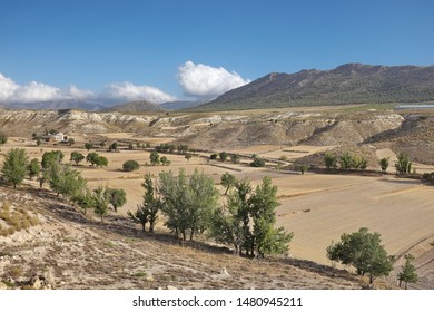 Fields in the Andalusian countryside. Spain.