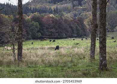 fields and animals in autumn