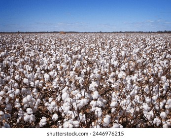 Fields of Australian Cotton in Moree NSW