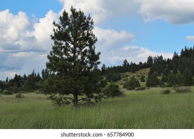 Fields Between Harrison and Rose Lake, Idaho