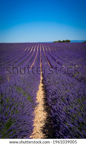 Similar – #A# Lavender Width