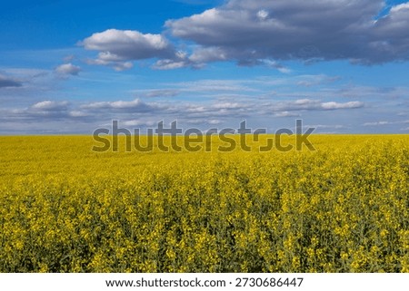 Fields of blooming rapeseed stretch toward the horizon, showcasing a sea of yellow flowers beneath a stunning sky.