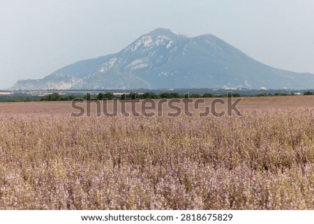Fields of blooming sage on the Plateau of Valensole. Provence, France.