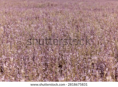 Fields of blooming sage on the Plateau of Valensole. Provence, France.
