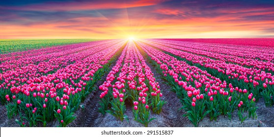 Fields of blooming white tulips at sunrise. Beautiful outdoor scenery in Netherlands, Europe.