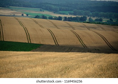 fields of cereal, lines, rolling fields, forest background