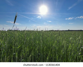 FIELDS OF CEREALS